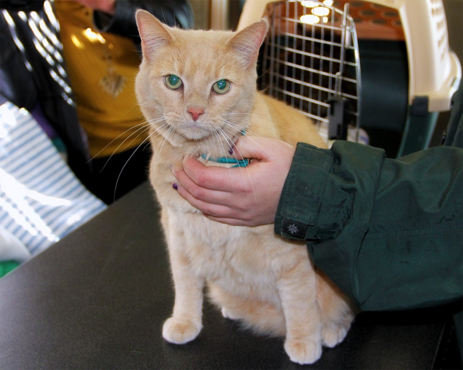 Banji the cat becomes one thousandth pet to receive a free microchip from Washoe  County Regional Animal Services