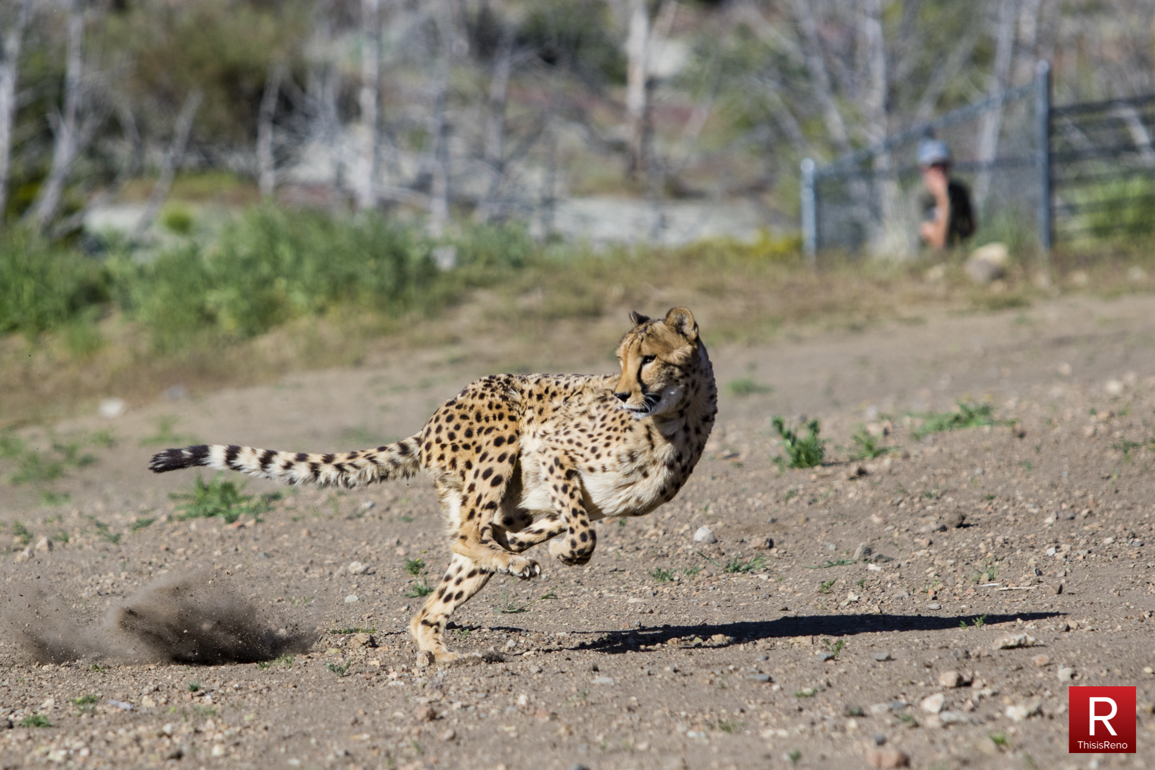 PHOTOS: Full Speed Cheetahs at Animal Ark Sanctuary