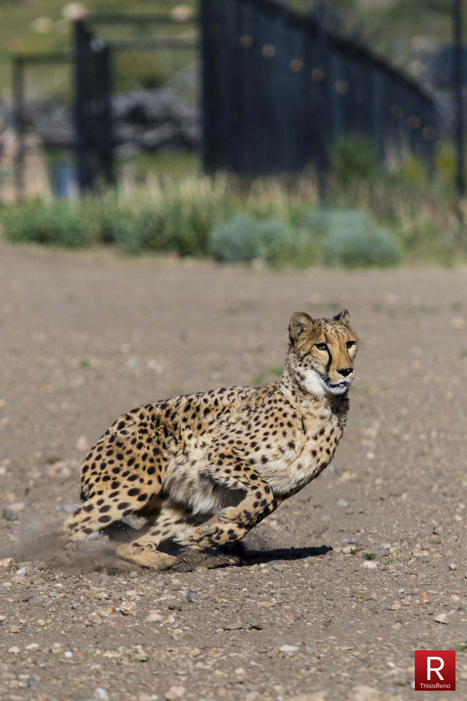 PHOTOS: Full Speed Cheetahs at Animal Ark Sanctuary