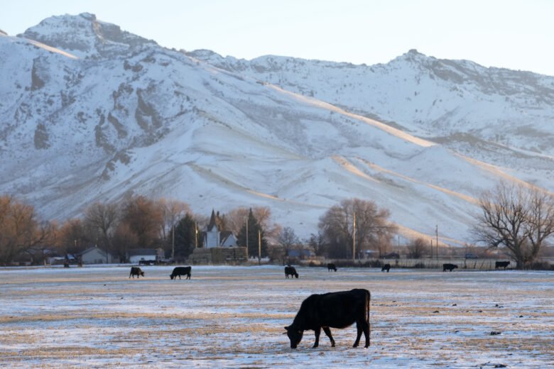 Cows graze on a ranch in Elko County, Nev., Saturday, Dec. 16, 2023. (AP Photo/Godofredo A. Vásquez)