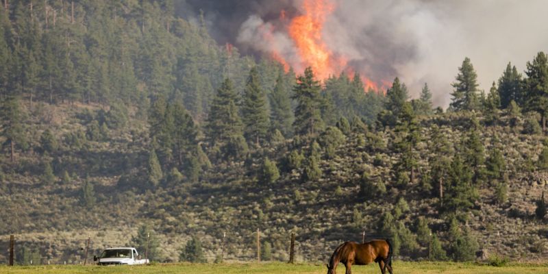The Tamarack Fire, which burned more than 68,000 acres in California and Nevada south of Carson Valley in July 2021. Image: Ty O'Neil / This Is Reno