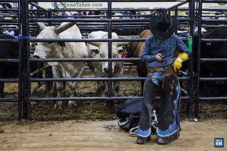 A young competitor looks at his phone while several bulls look on in between events at the International Miniature Bullriding Association's World Finals on Nov. 11, 2021 in Reno, Nev.