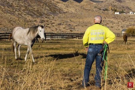 A search and rescue team member waits for a horse to approach before attempting to put a halter on it.